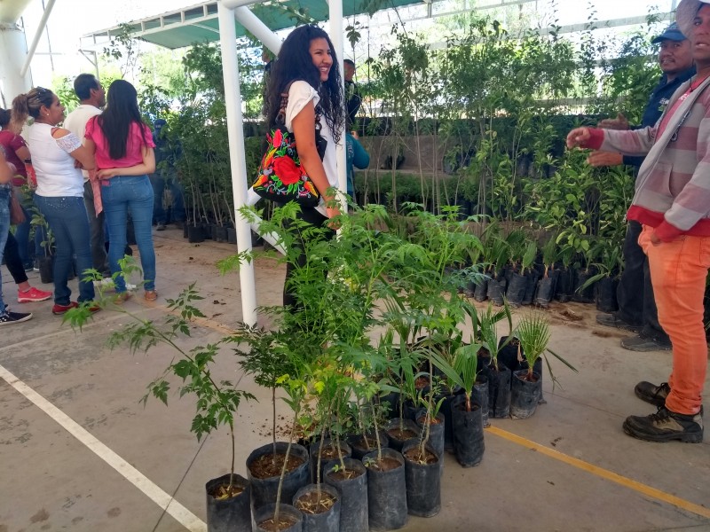 Se donaran 120 mil árboles en Guadalajara | CABECERA