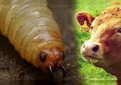 Confirman primer caso de gusano barrenador en Michoacán